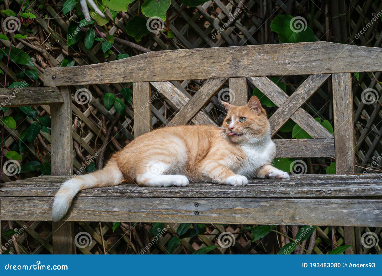 Playful Orange Cat on Wooden Bench Stock Photo - Image of beautiful ...