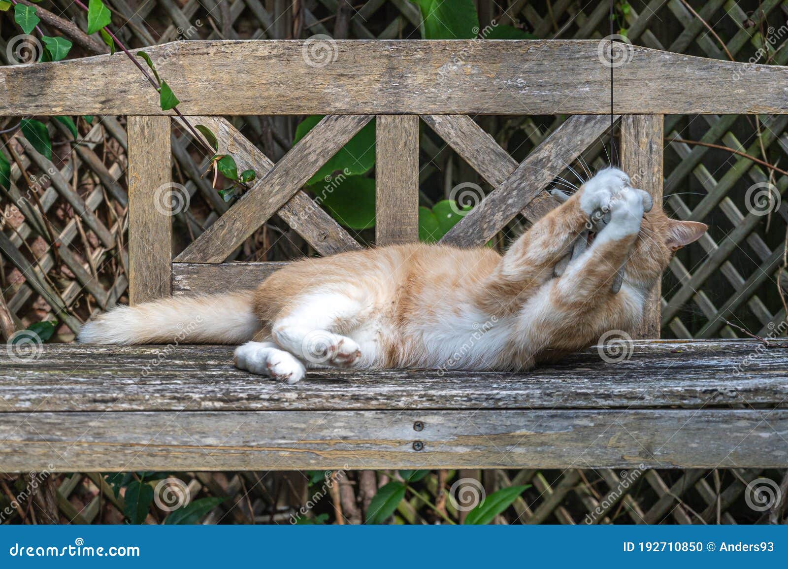 Playful Orange Cat on Wooden Bench with White Paws Around Cat Toy Stock ...
