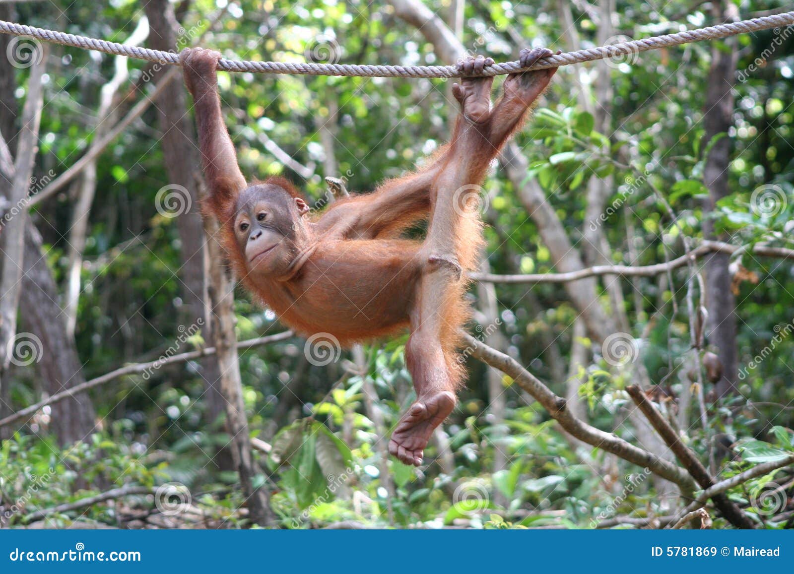 playful orangutan