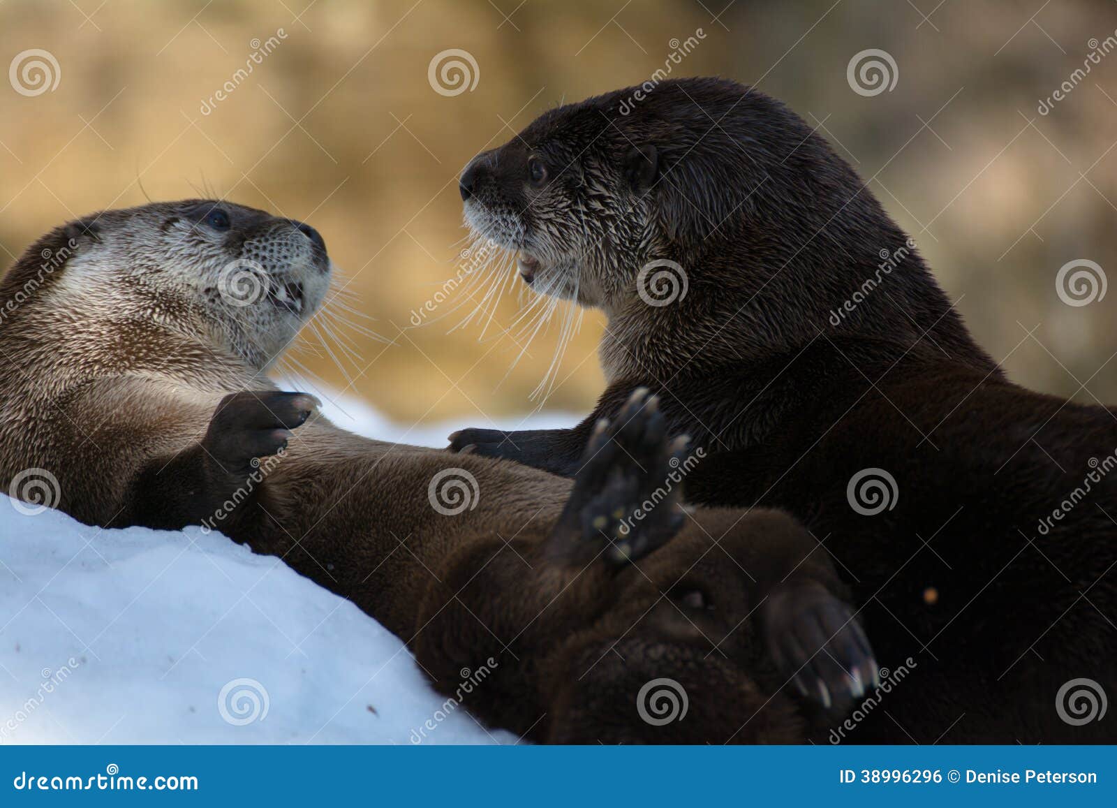 Playful Otters stock photo. Image of pelt, dark, aquatic - 38996296