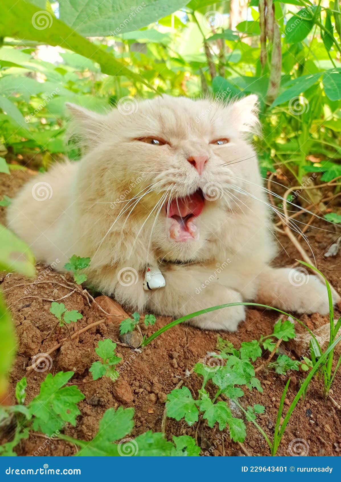 A Playful Persian Cat Yawning in the Garden Stock Image Image of