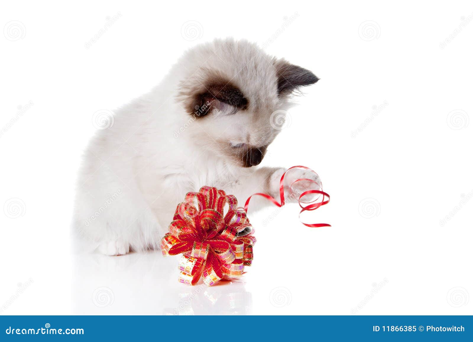 Playful ragdoll kitten stock image. Image of decoration 11866385
