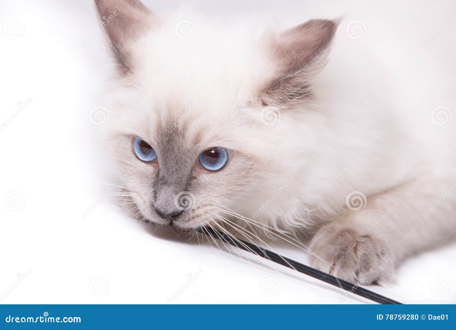 Playful ragdoll kitten stock photo. Image of cute, portrait 78759280