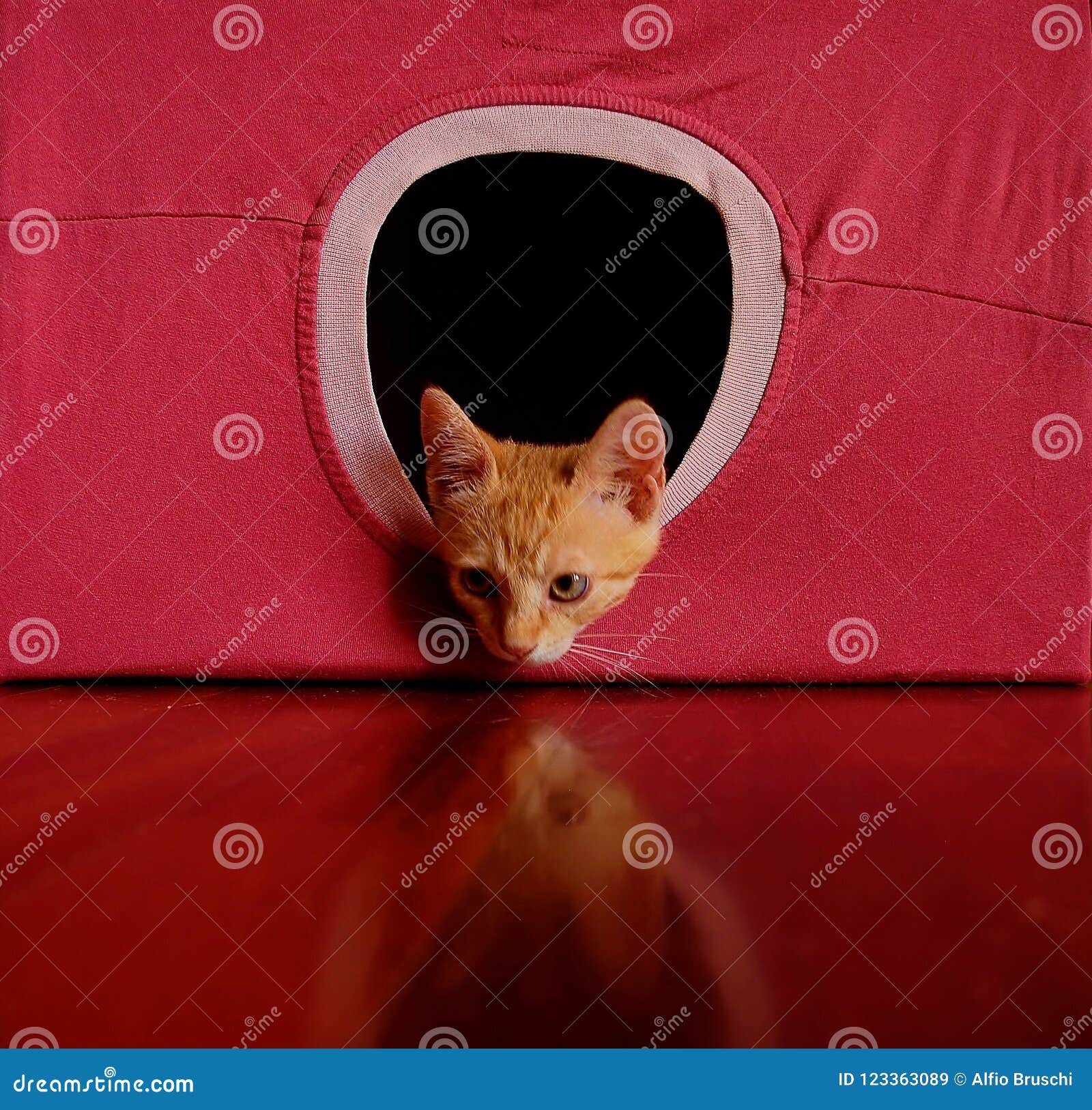 playful red kitten looking for attention