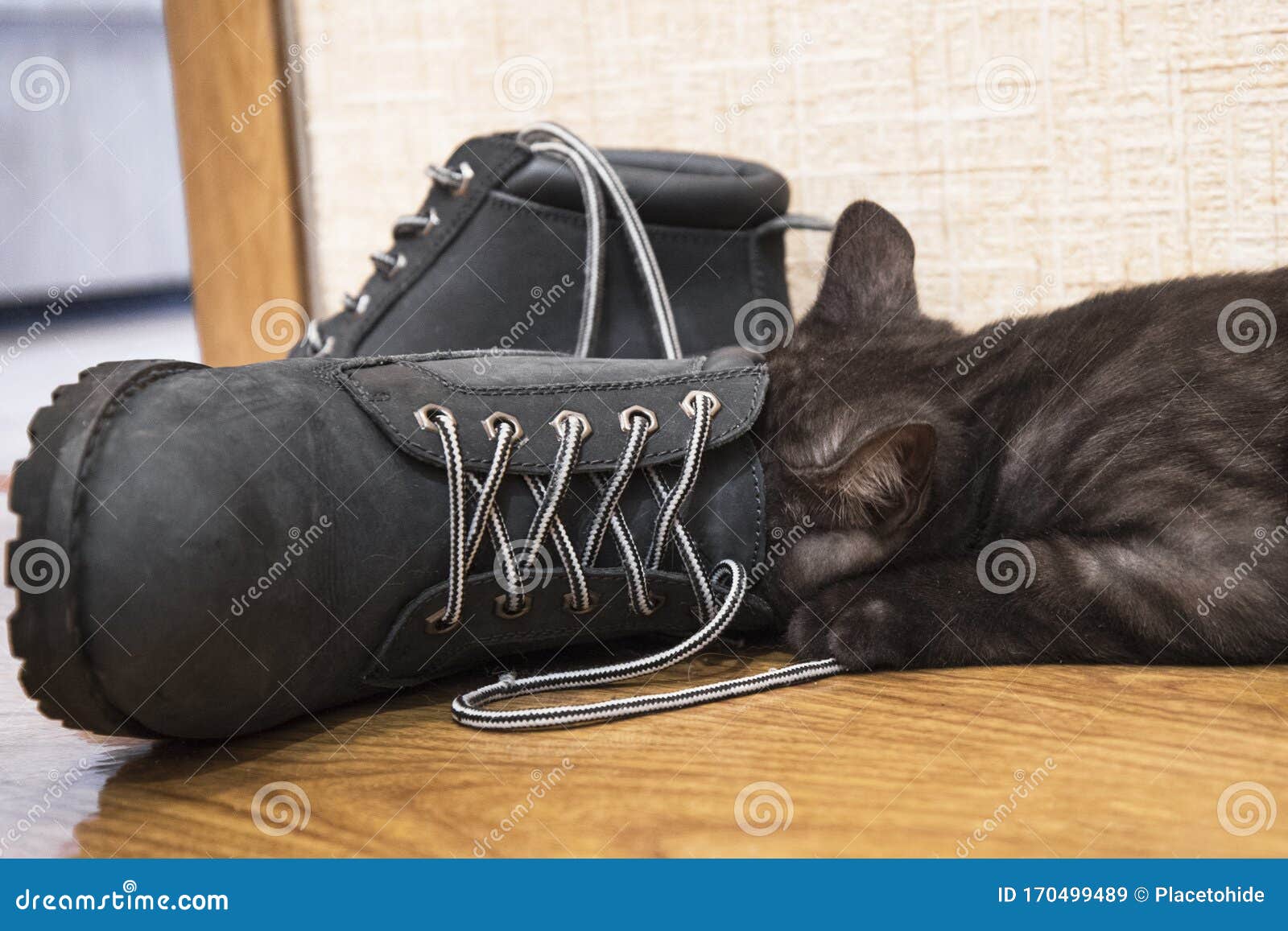 Playful Cat Put His Head into the Boot Stock Image - Image of animal ...