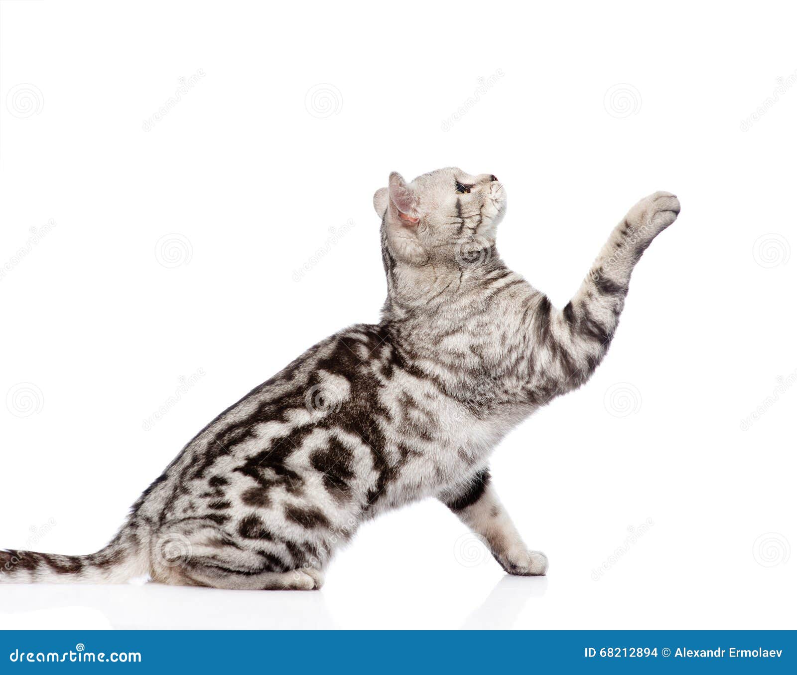 Playful Tabby Cat Sitting In Profile Isolated On White Background Stock Photo Image Of Isolated Mammal 6124