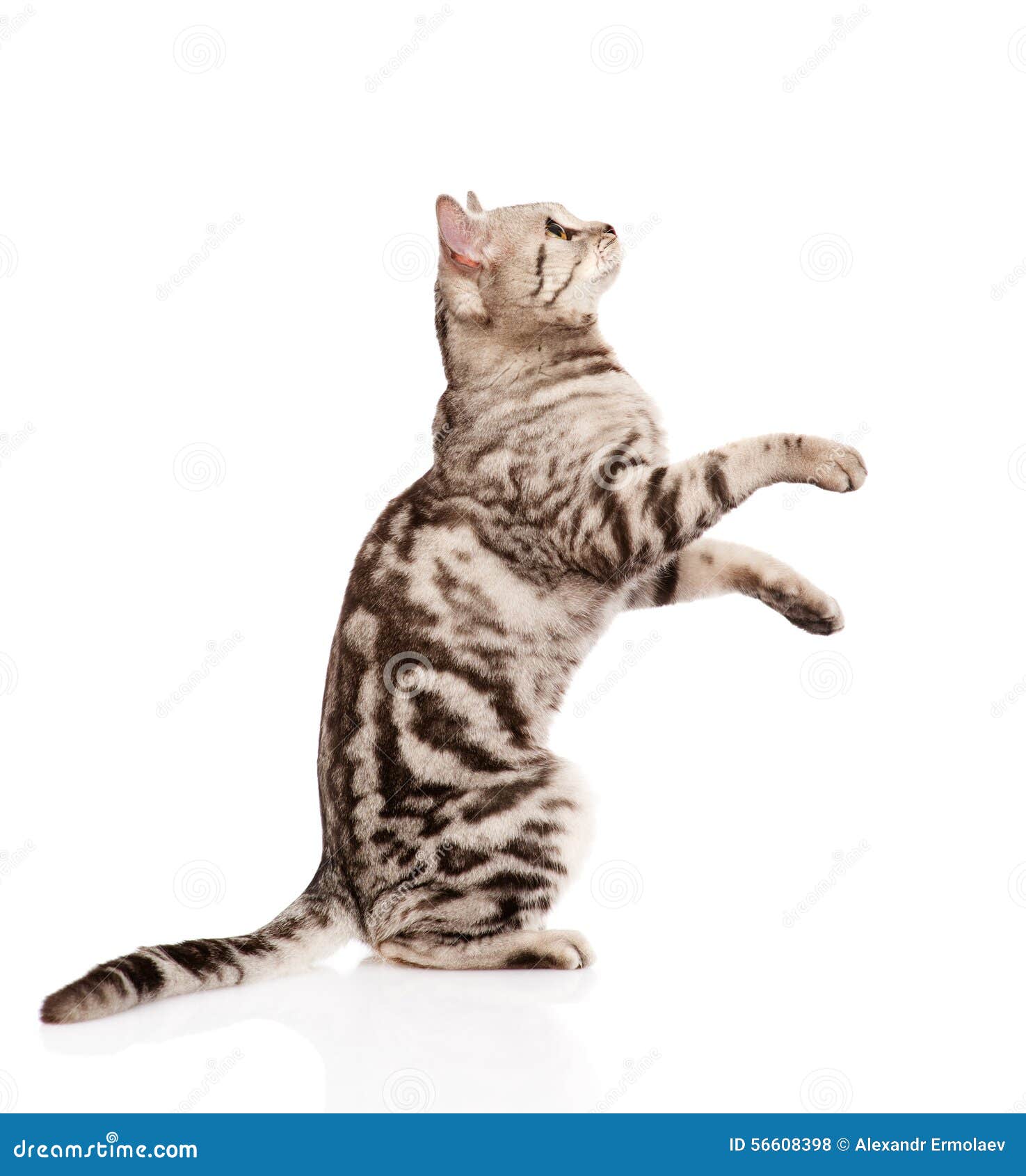16 908 Cat Profile Photos Free Royalty Free Stock Photos From Dreamstime