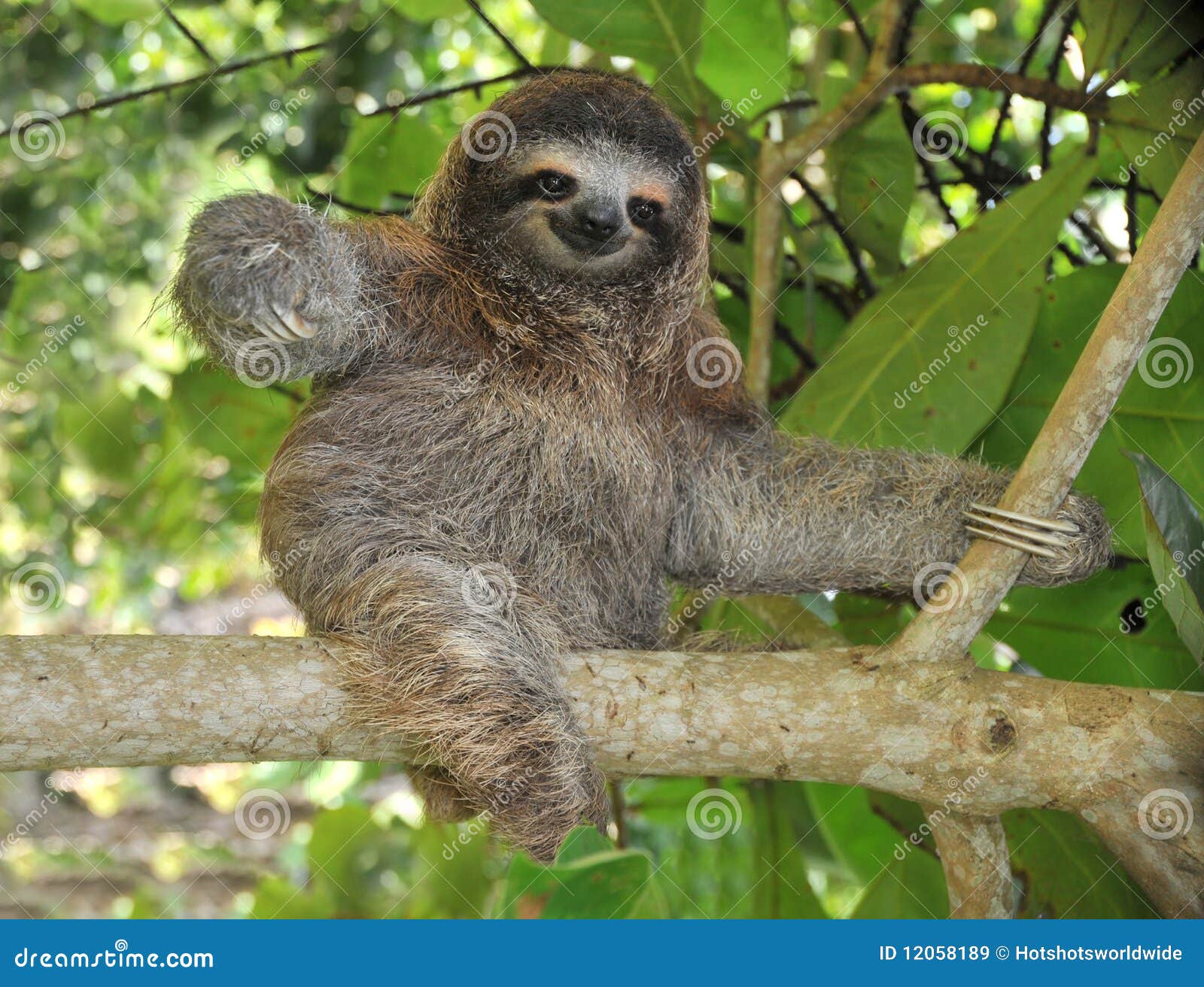 playful three toe sloth sitting in tree,costa rica