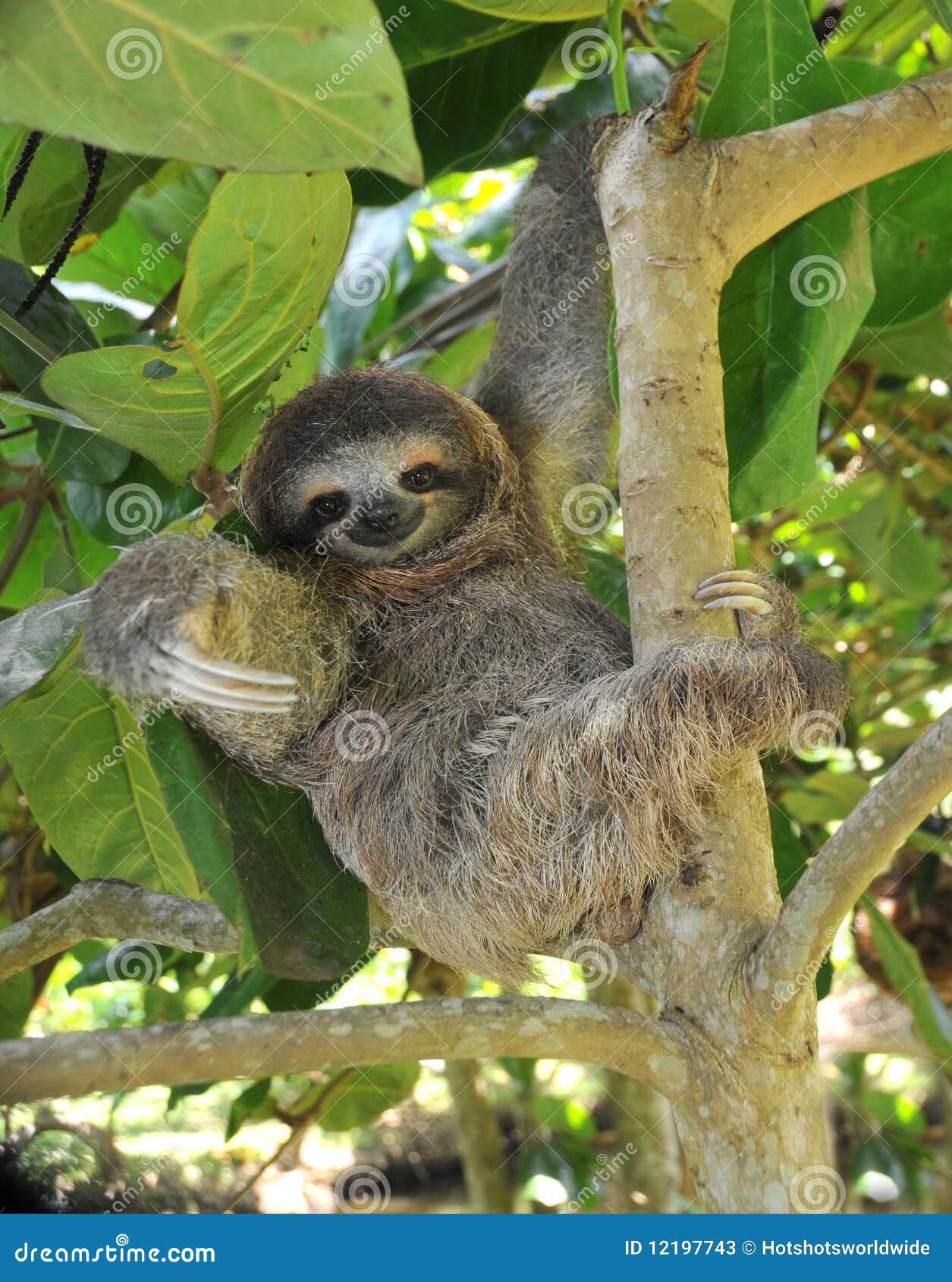 playful three toe sloth sitting in tree,costa rica