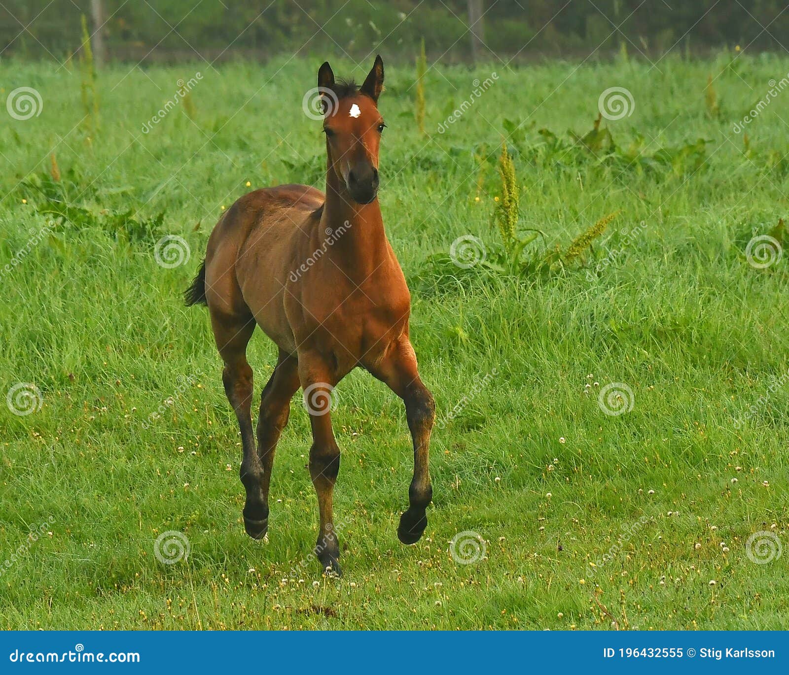 a warm-blooded foal of trotting horse