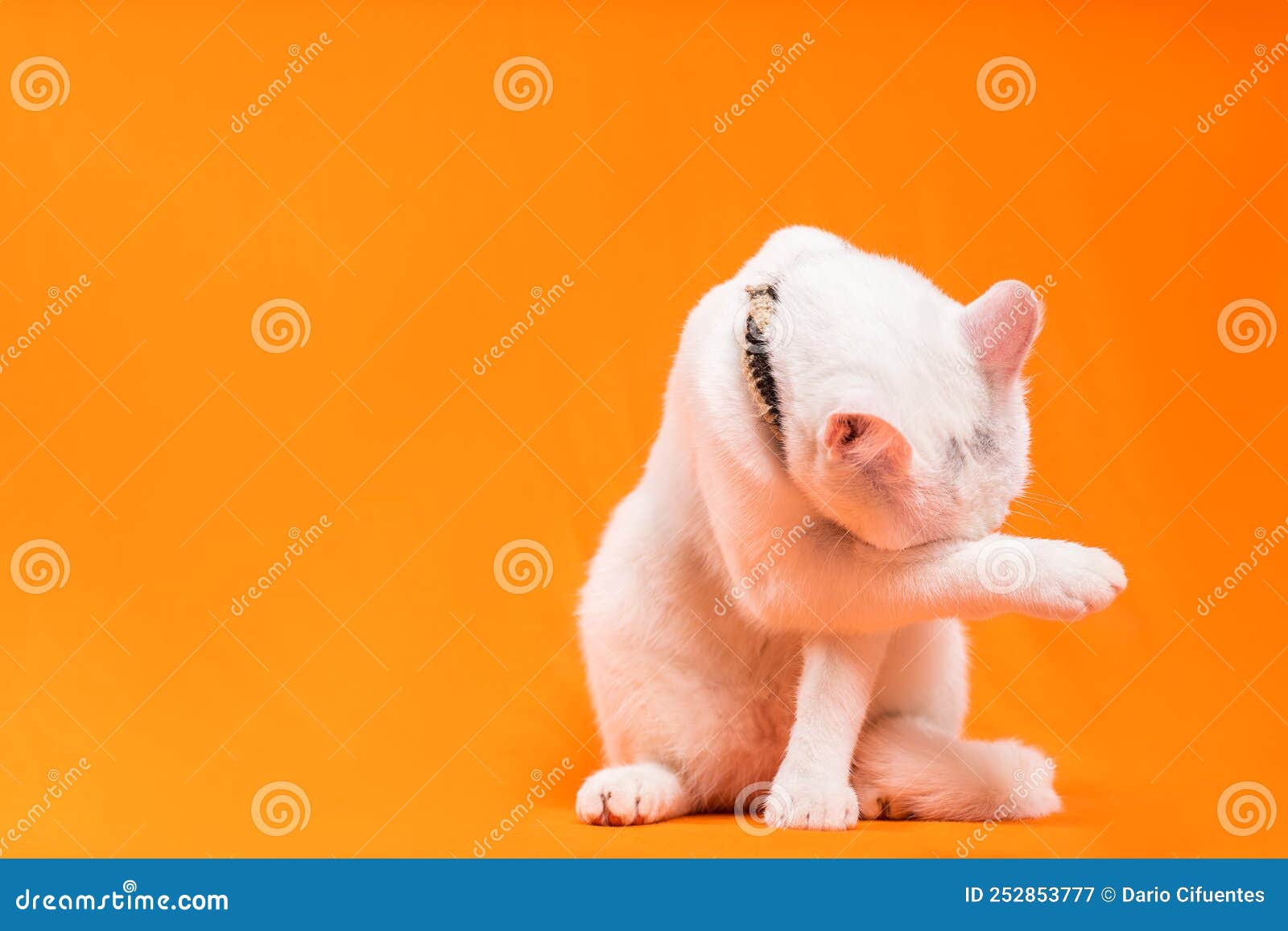 playful white cat covers his face with one of his paws