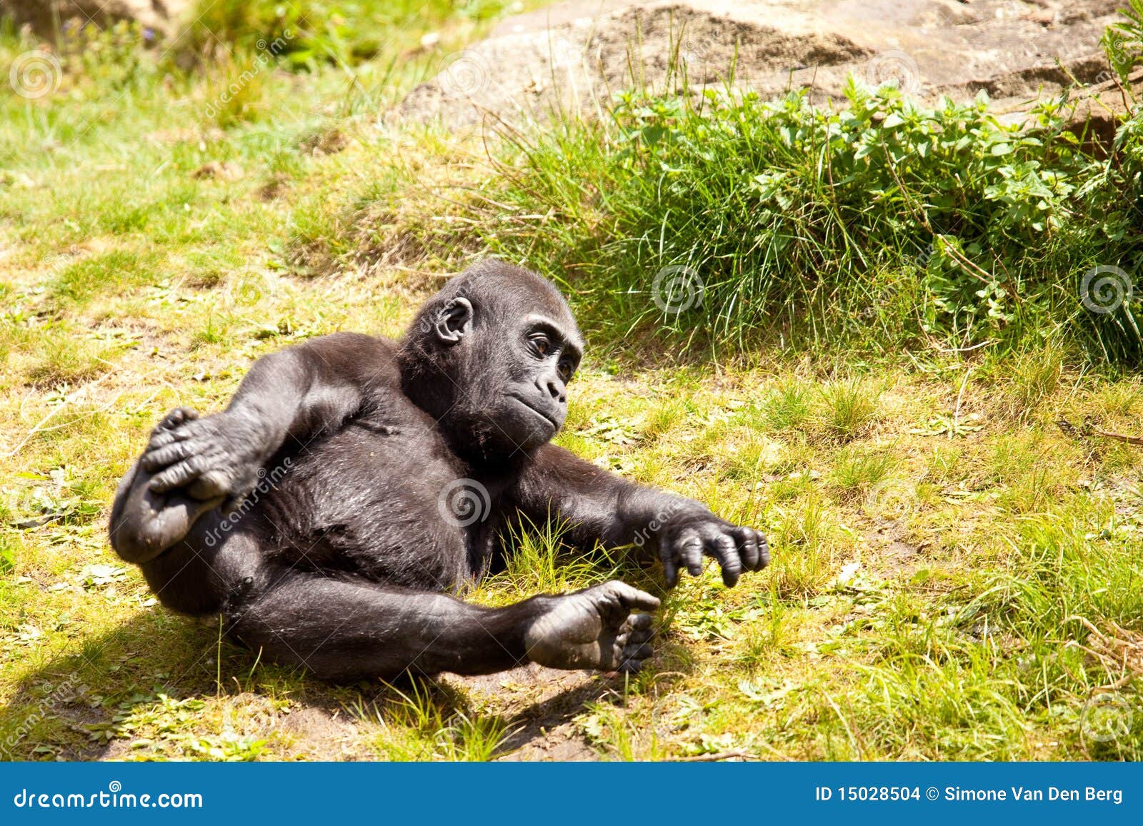 Baby Gorillas Playing