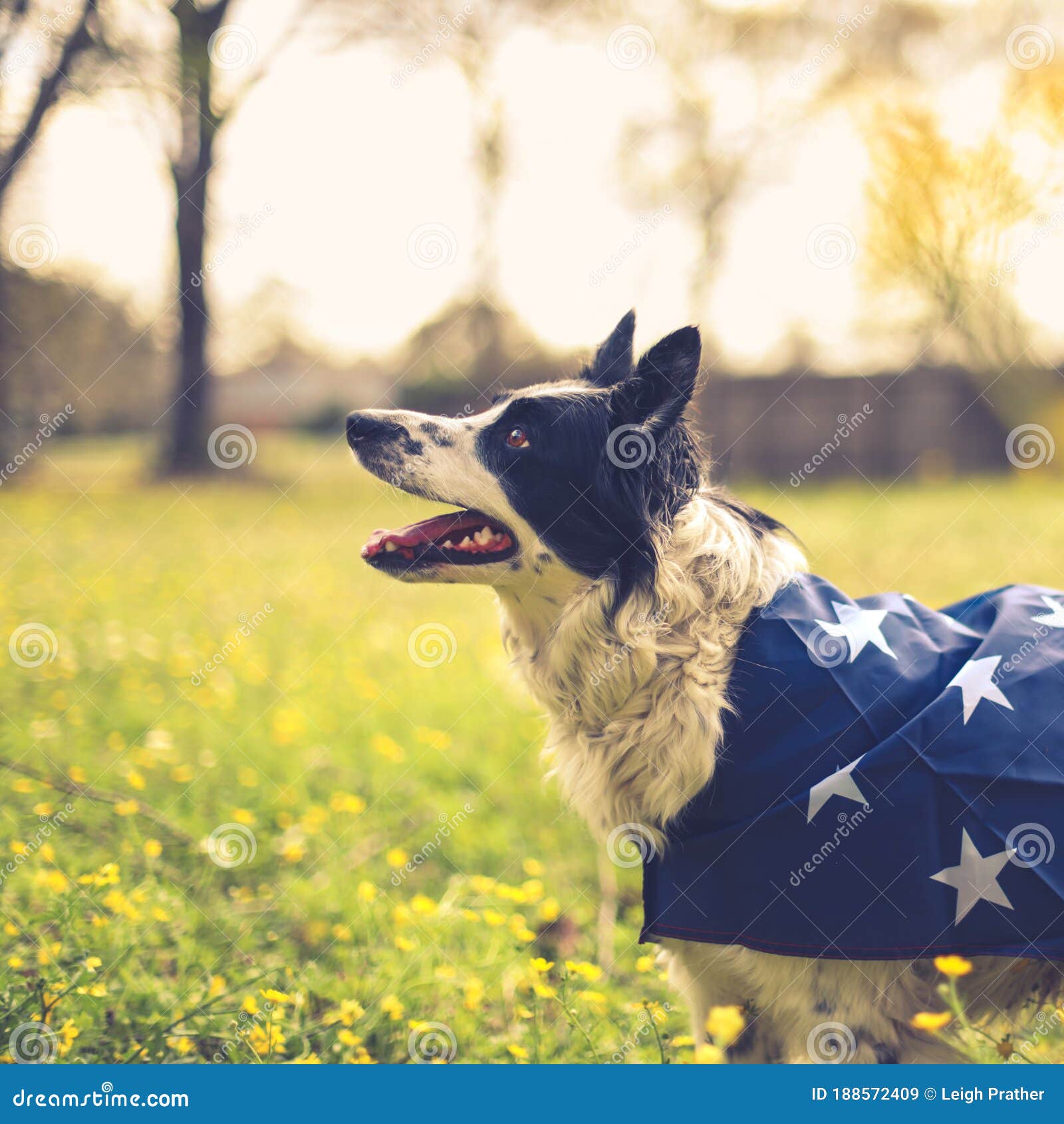 Playing border collie dog outside wearing an american flag cape, Stock  Photo, Picture And Low Budget Royalty Free Image. Pic. ESY-055670776
