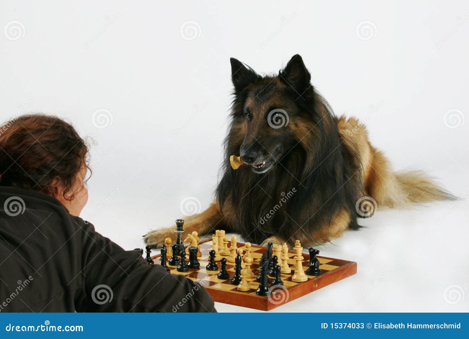 Playing chess with the dog stock image. Image of hound 15374033