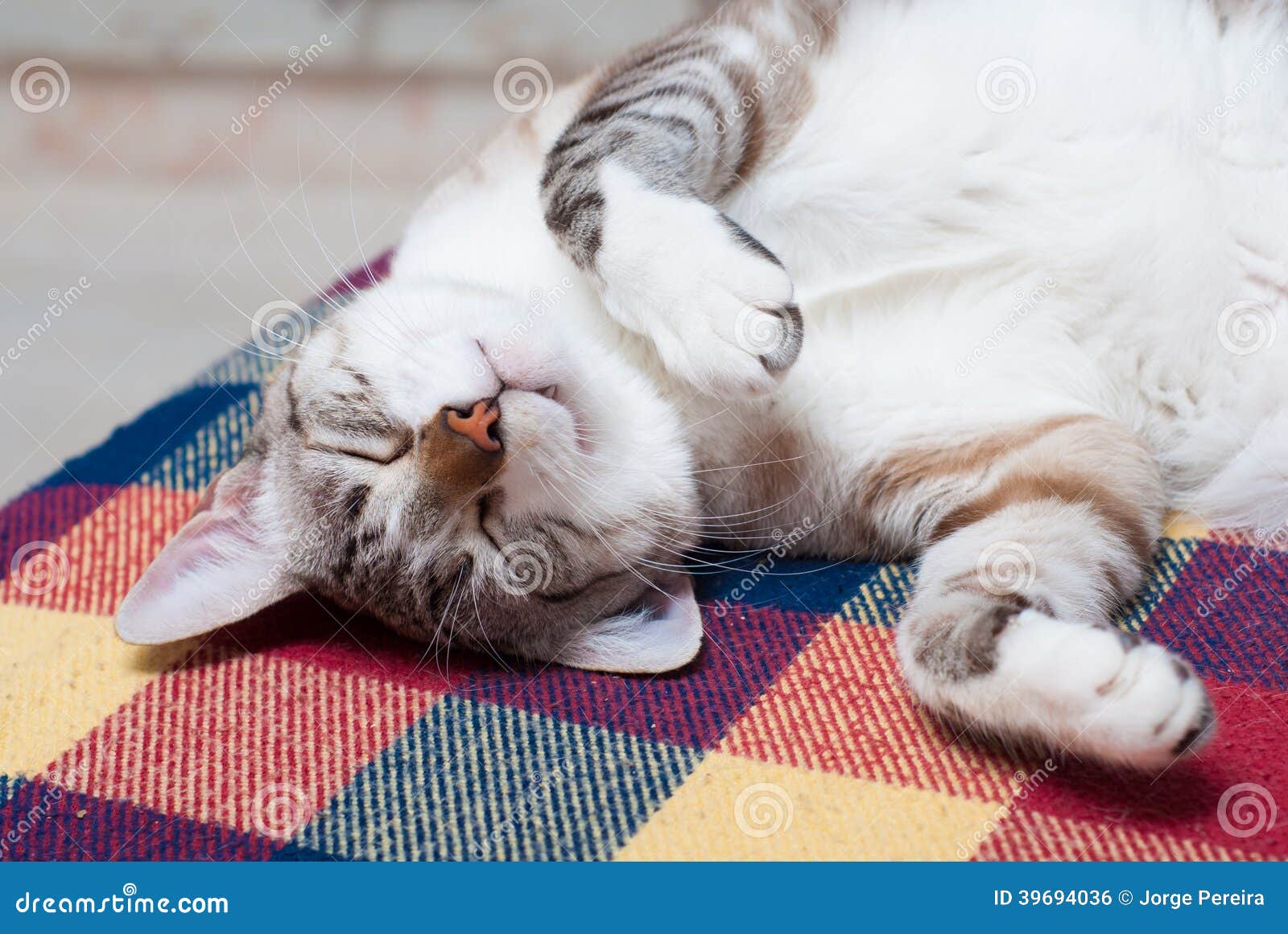 Playing dead stock photo. Image of animal, eyes, sleeping 39694036