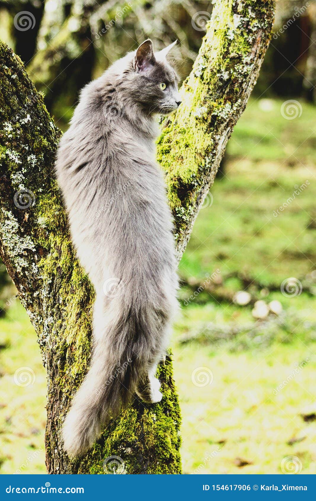 cat climbing the tree