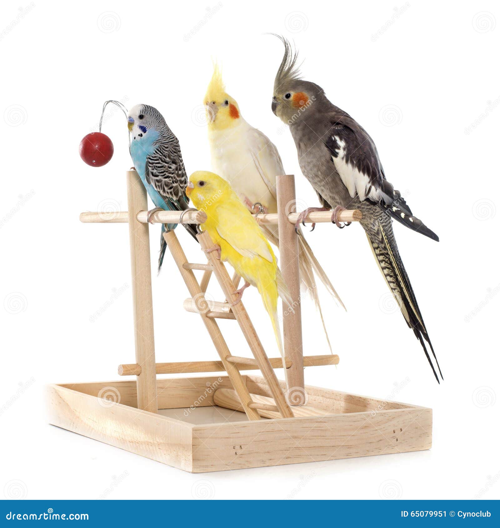 Playing Parakeet and Cockatiel Stock Image Image of cage, playing