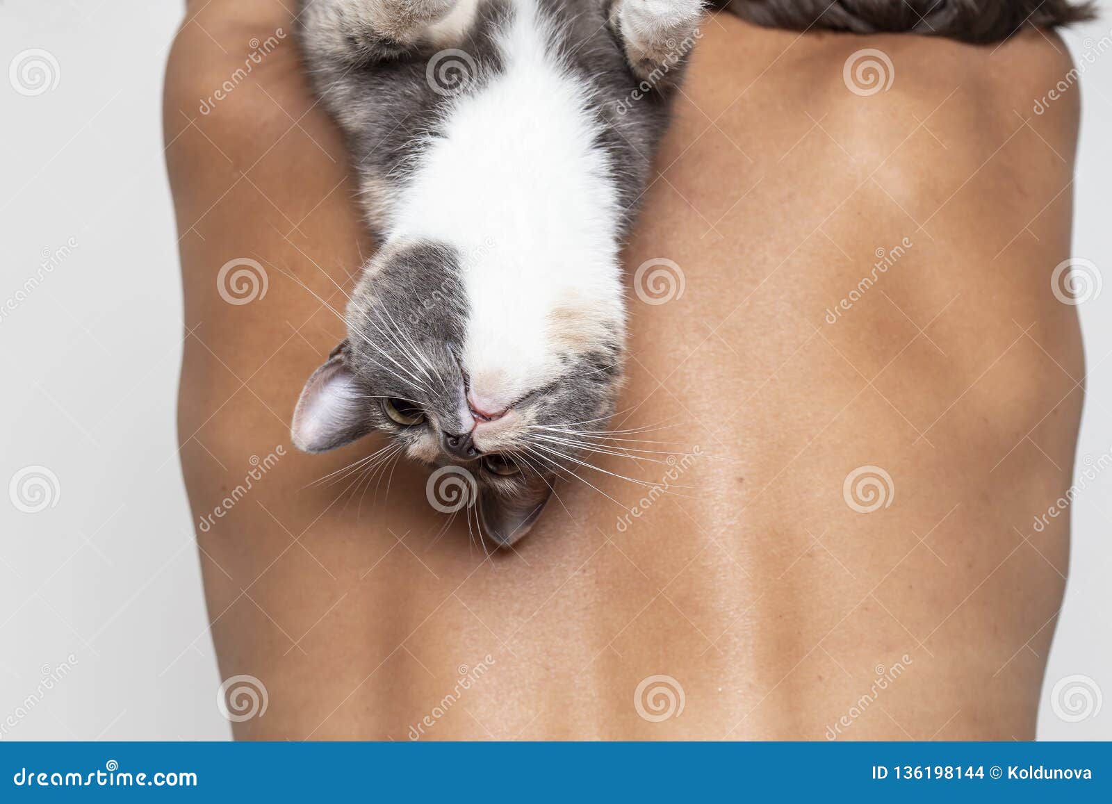 1,273 Nude Cat Stock Photos - Free & Royalty-Free Stock Photos from  Dreamstime