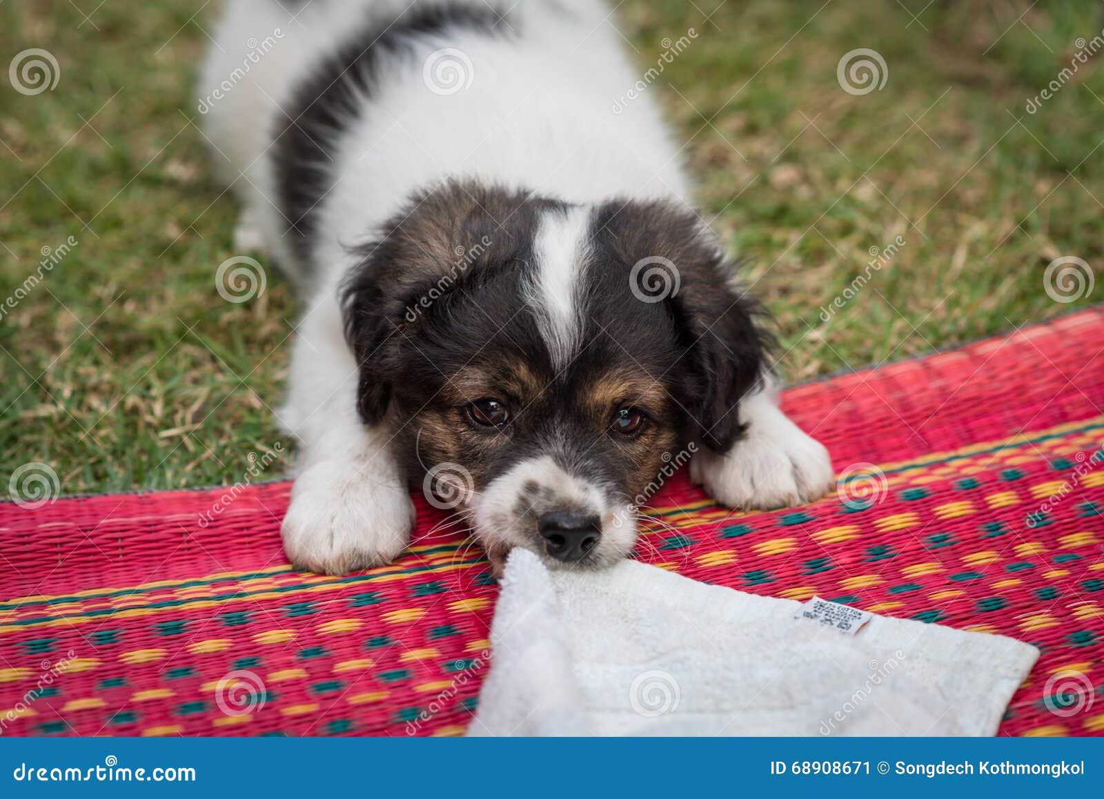 Playing puppy stock image. Image of adorable, sleeping - 68908671
