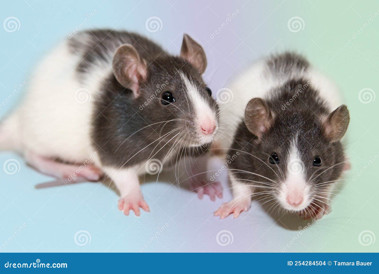 Playing Rats on Color Background Stock Photo Image of color, rodent