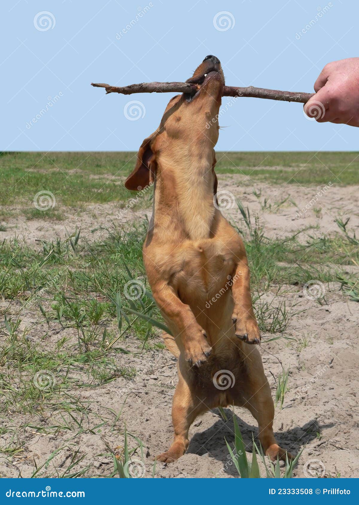 Playing Sausage Dog Stock Images Download 1,090 Royalty Free Photos