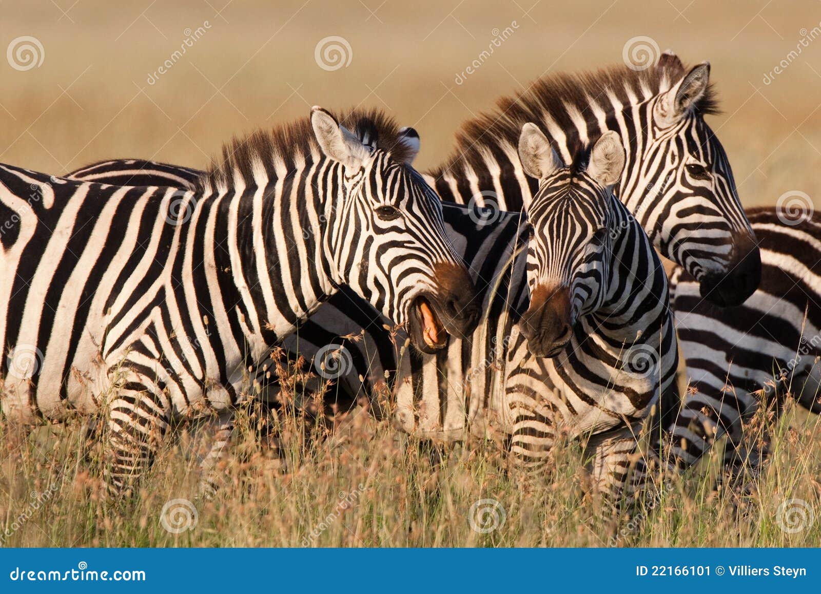 Playing zebras stock image. Image of active, morning 22166101