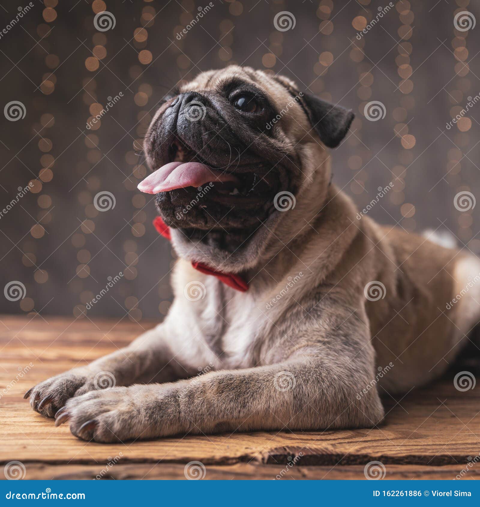 Pleased Pug Dog Lying Down And Sticking Out Tongue Stock Photo - Image ...