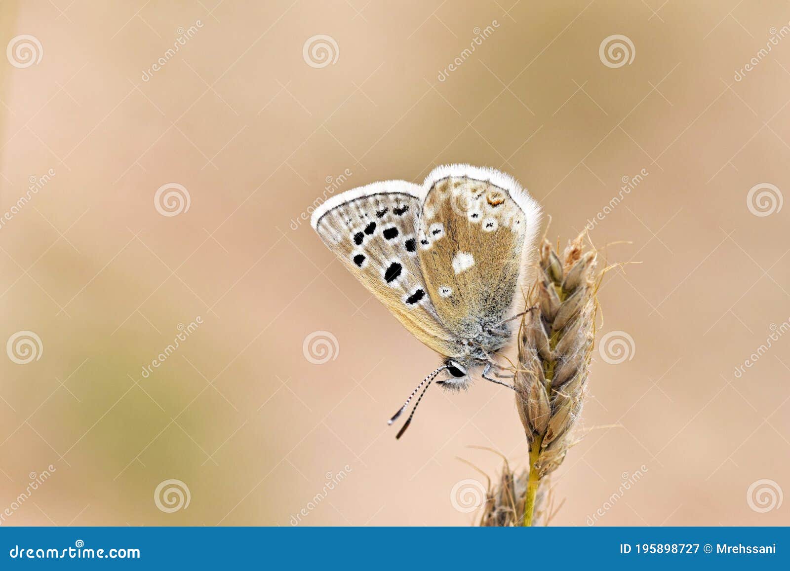 plebejus aegagrus butterfly , endemic butterflies of iran