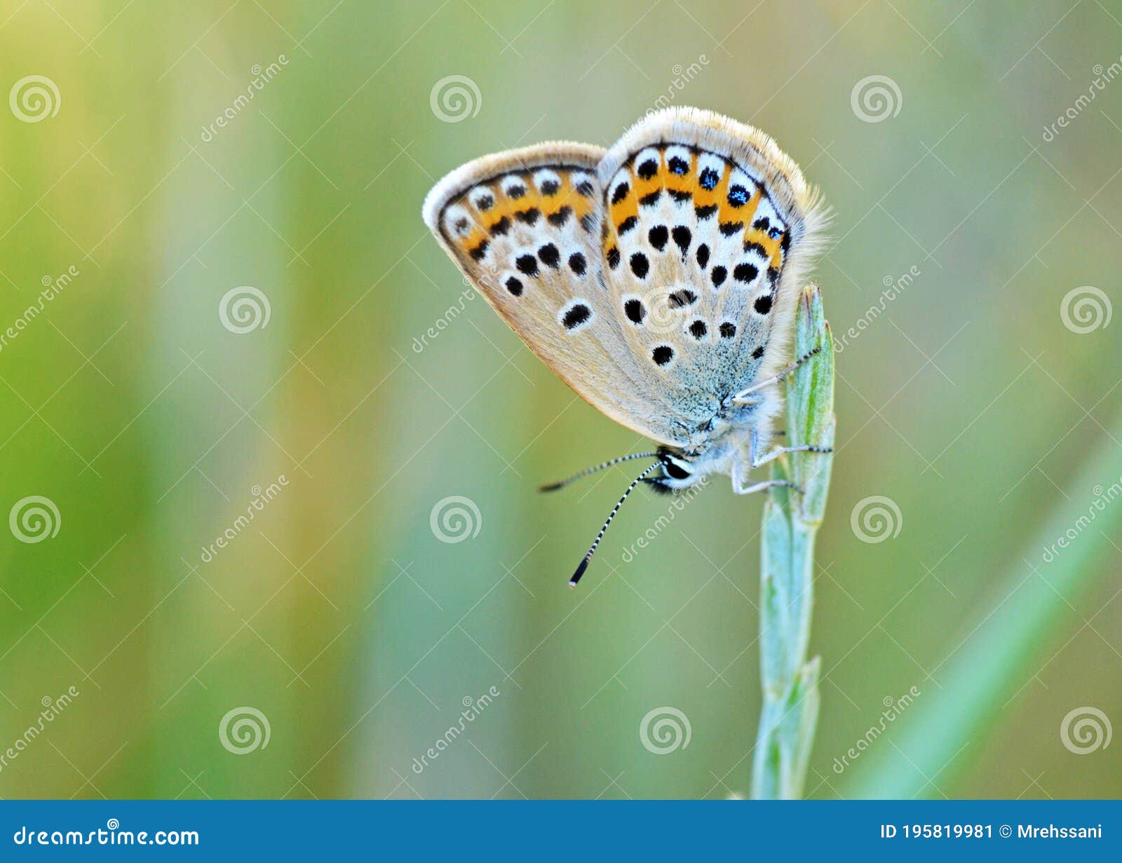 plebejus idas , the idas blue or northern blue butterfly