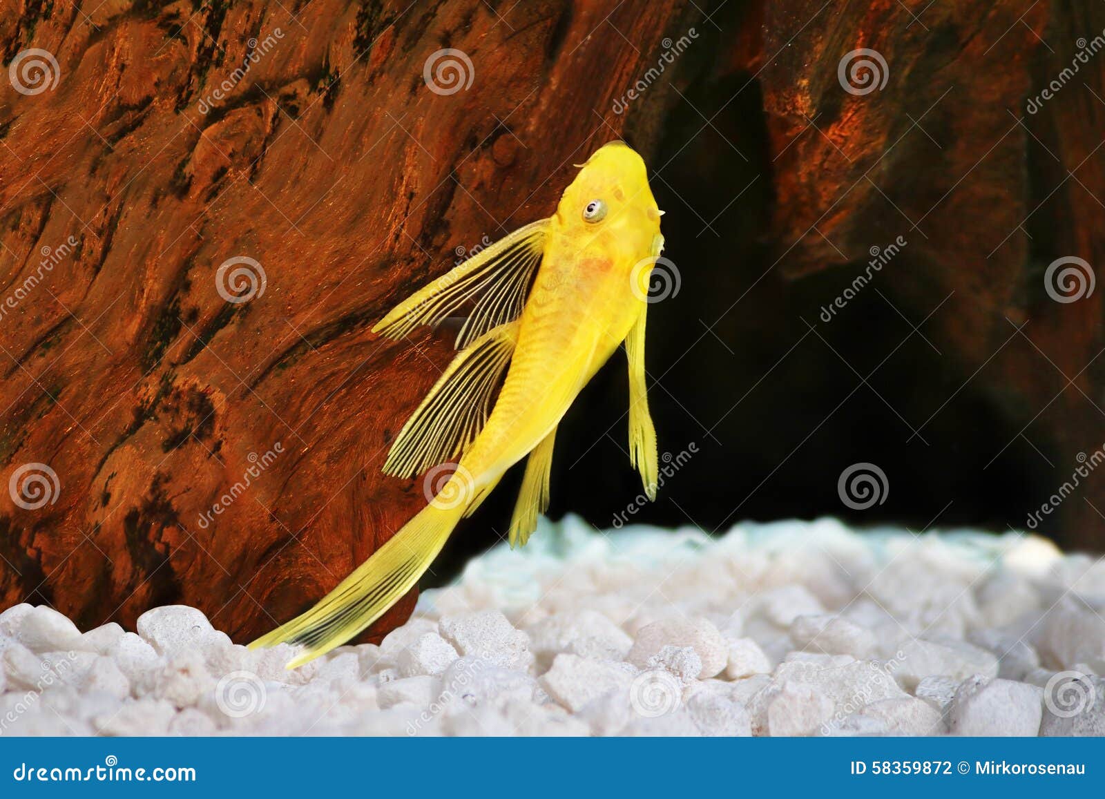 pleco catfish albino bristle-nose pleco gold ancistrus dolichopterus plecostomus aquarium fish