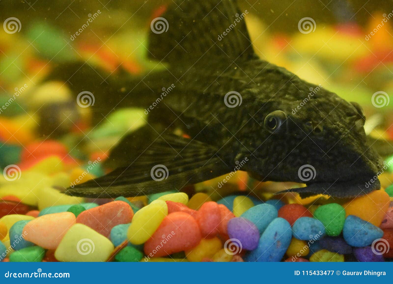 Plecostomus Fish the Tank Cleaner Stock Image - Image of tank, looks:  115433477