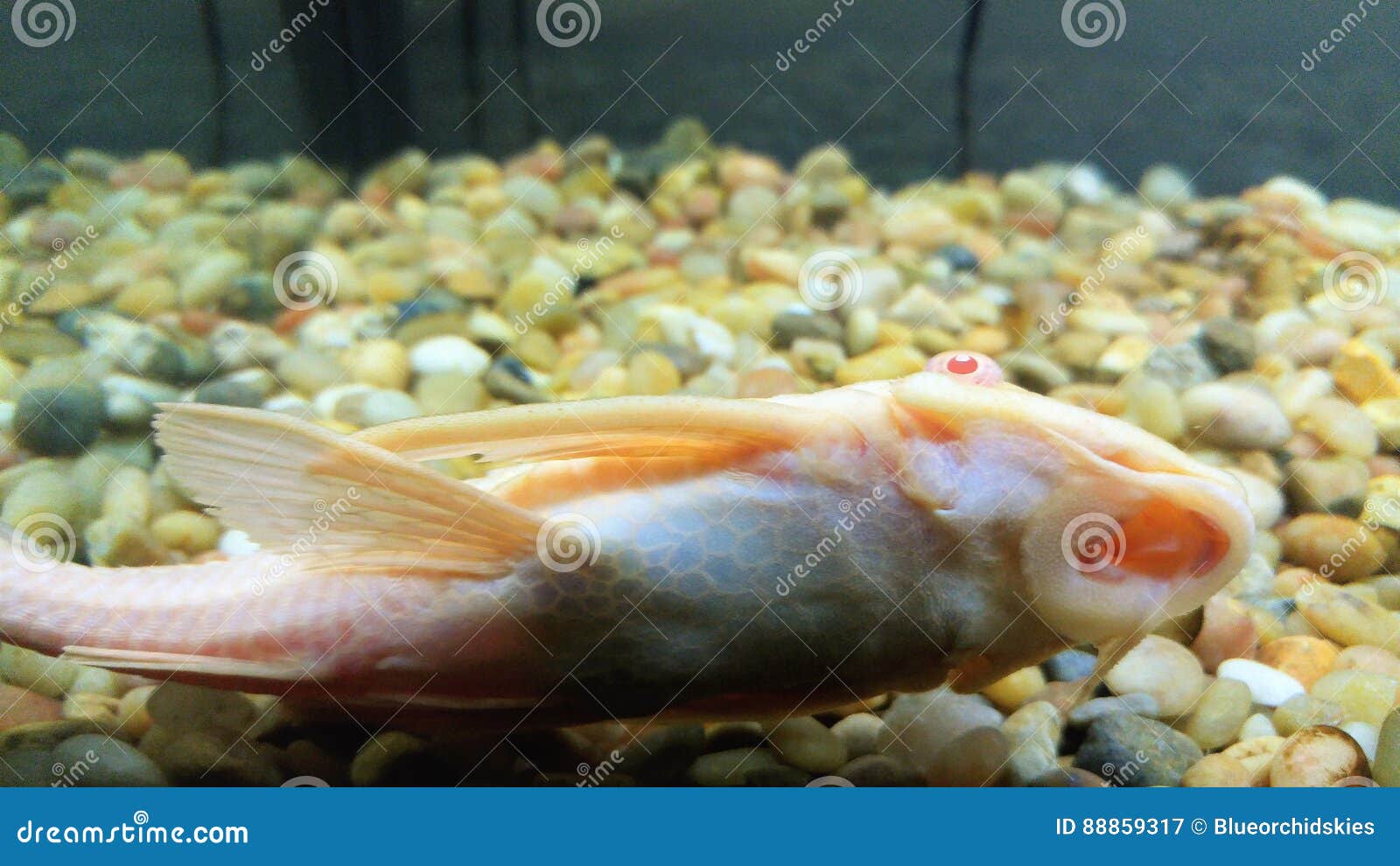 Plecostomus fish in tank stock image. Image of swimming - 88859317