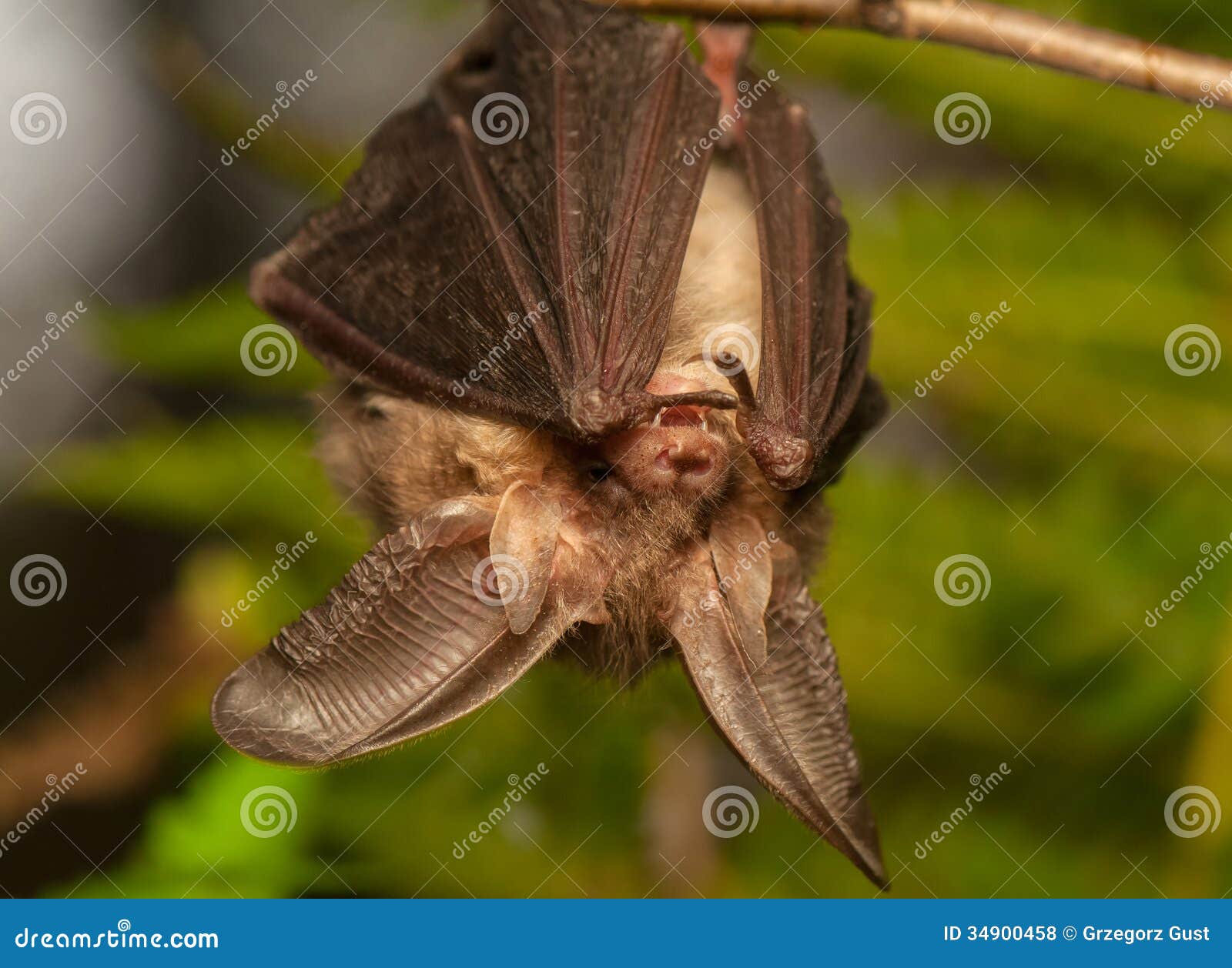 Plecotus auritus stock photo. Image of outdoor, ears 34900458