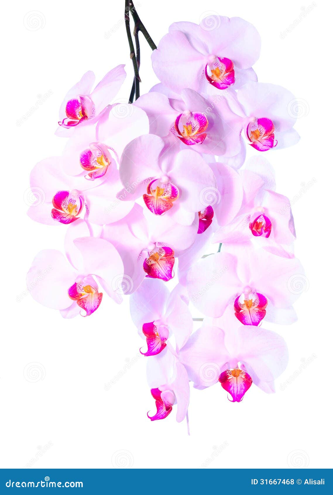 plentiful flowering of an pink orchid