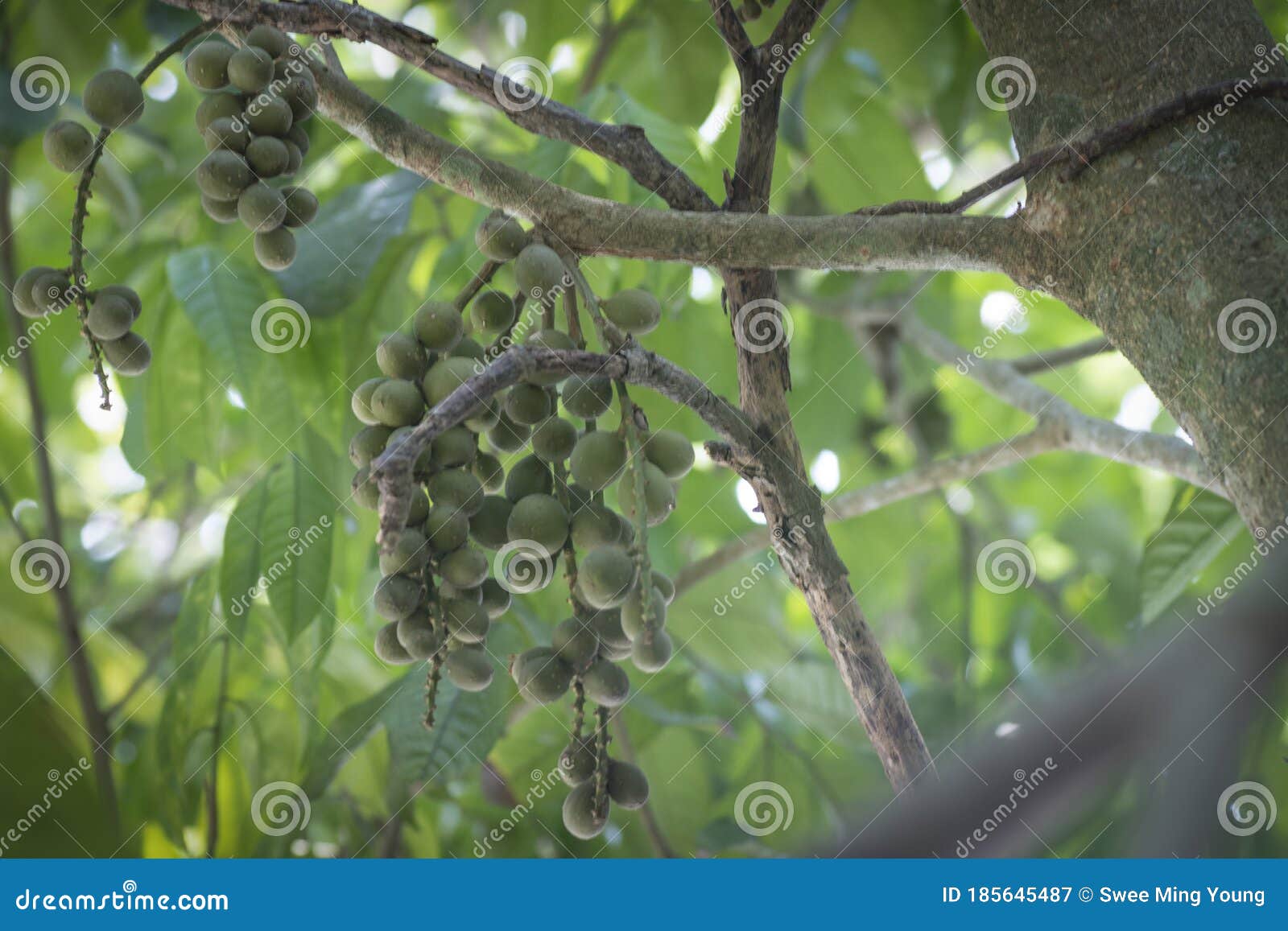 plentiful of lansium parasiticum fruit ready for harvest
