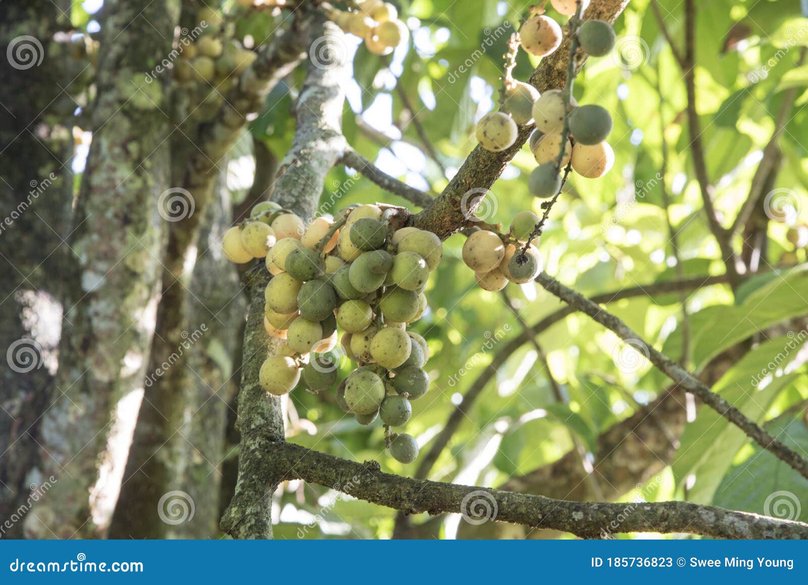 plentiful of lansium parasiticum fruit ready for harvest