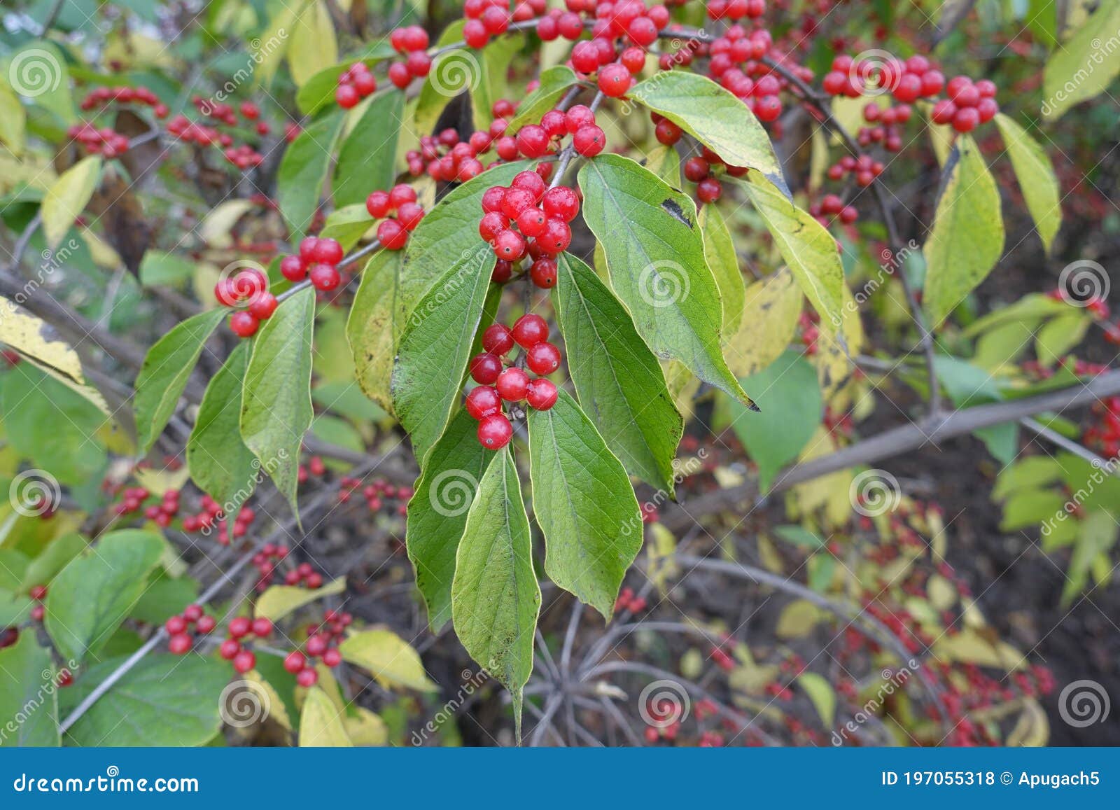 plenty of red berries on branches of lonicera maackii