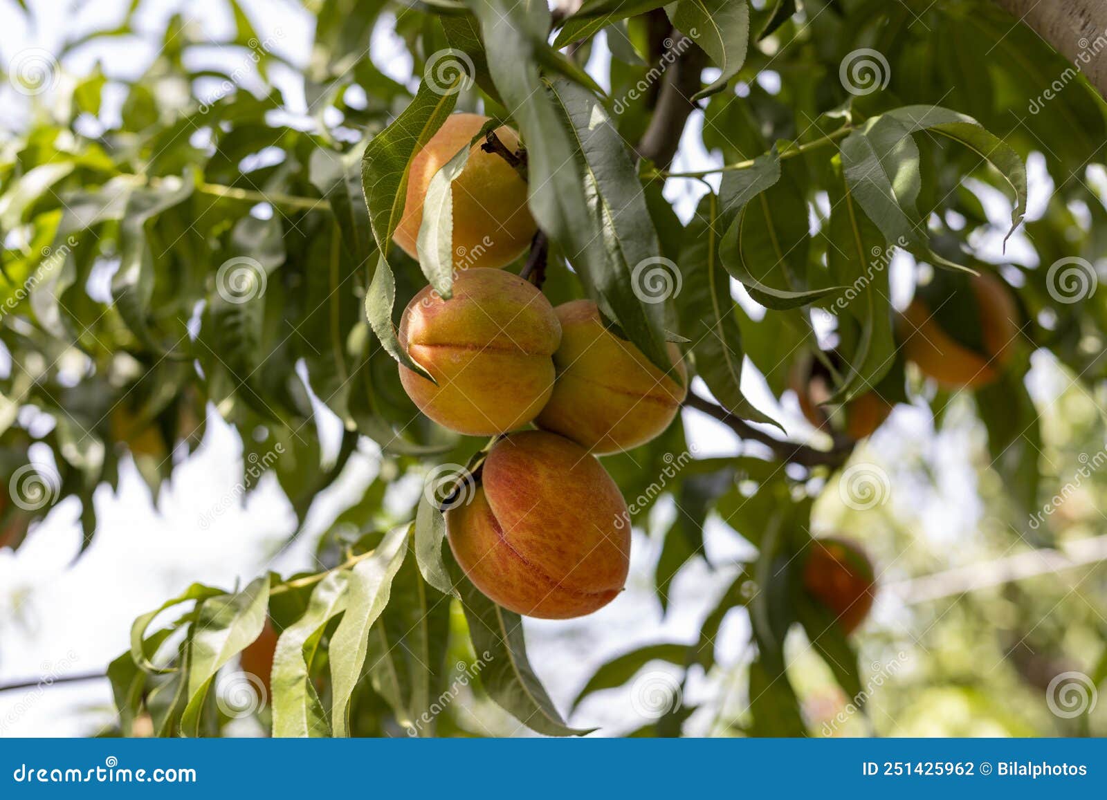 Plenty of Ripen Peaches Hanging on a Tree in a Fruit Garden Stock Photo