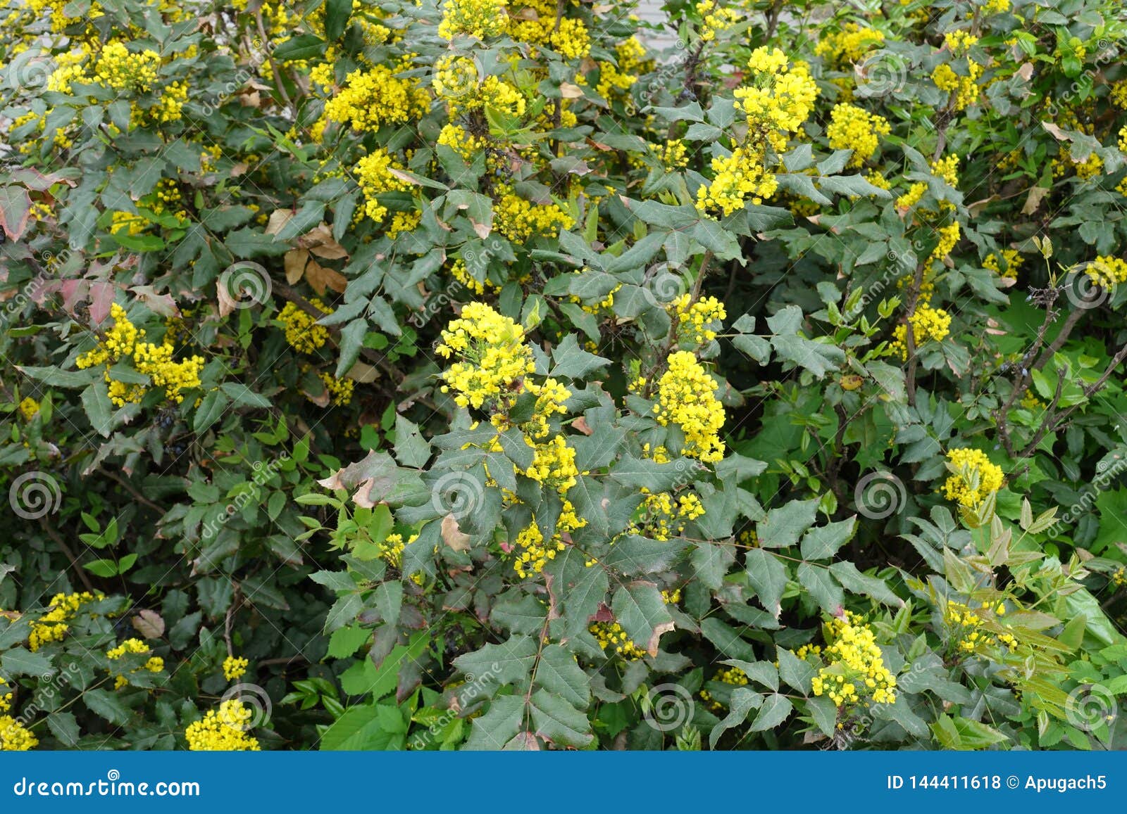 Plenty of Yellow Flowers of Oregon Grape Stock Photo Image of