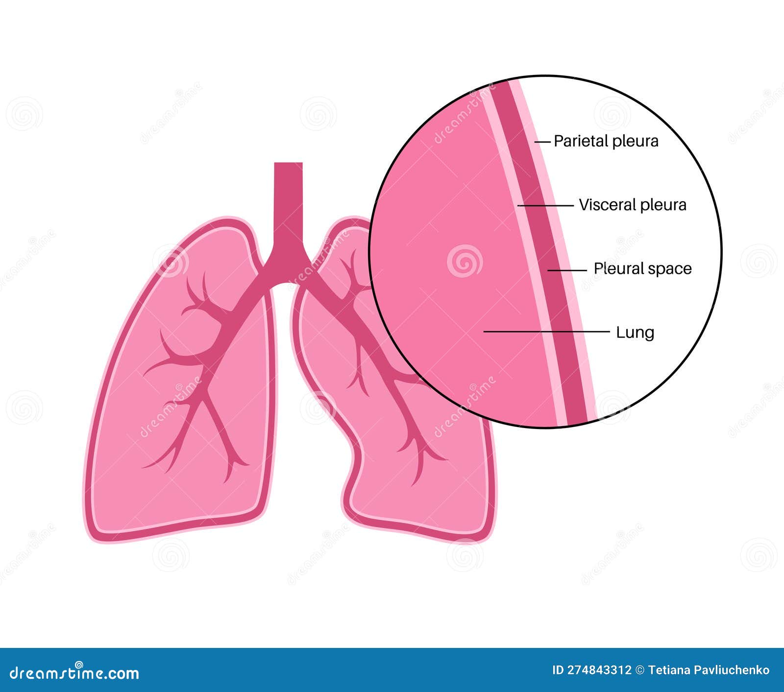 Pleura anatomical poster stock vector. Illustration of chest Biology Diagrams