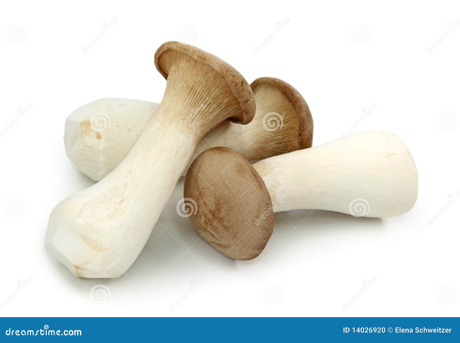 Pleurotus eryngii stock photo. Image of king, trumpet 14026920