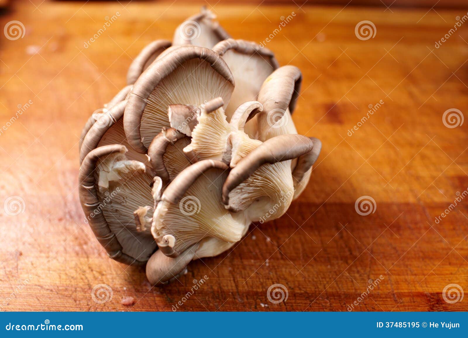 Pleurotus mushroom. stock image. Image of kitchen, cook 37485195