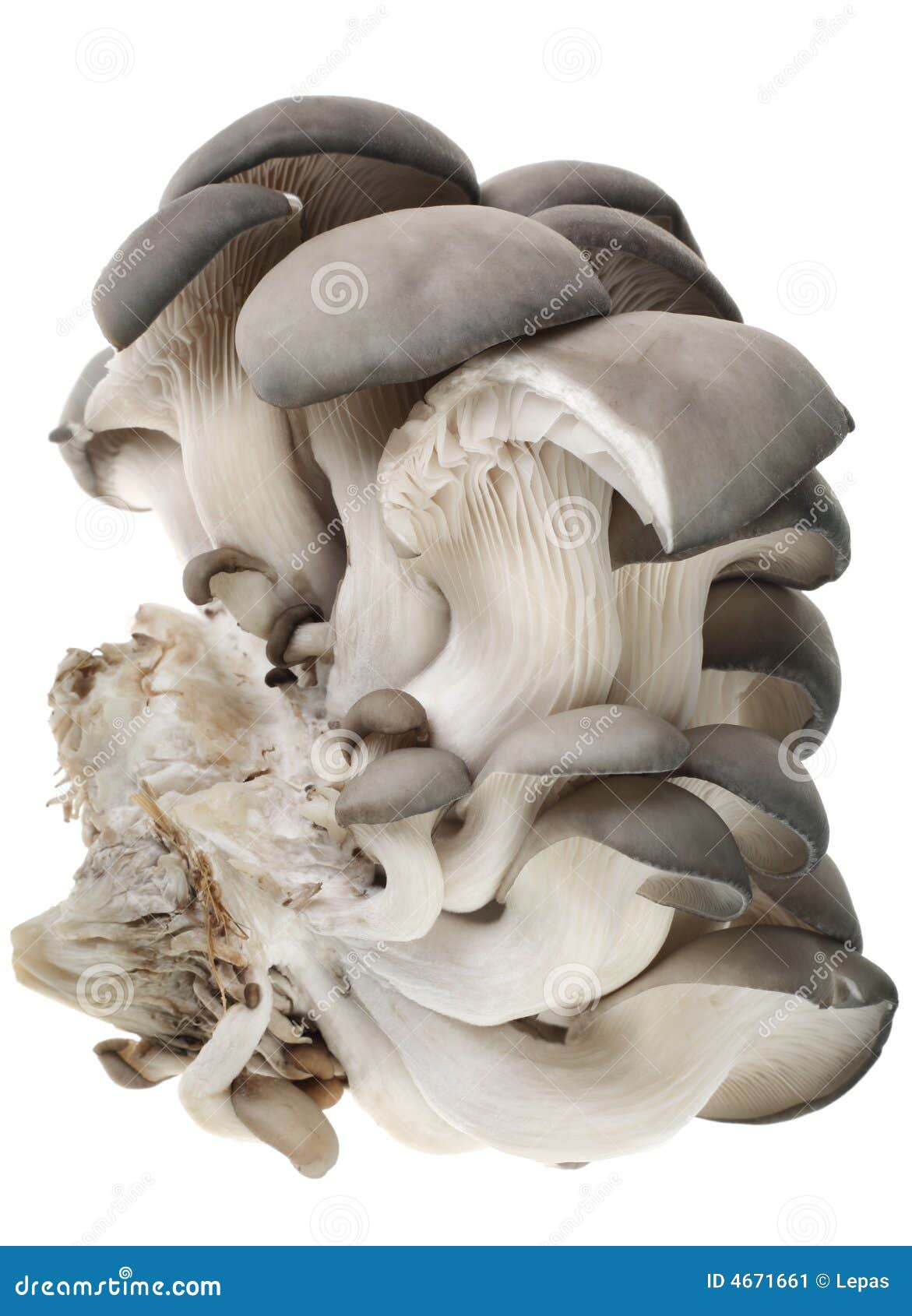 Pleurotus mushroom stock image. Image of ingredient, vegetable 4671661