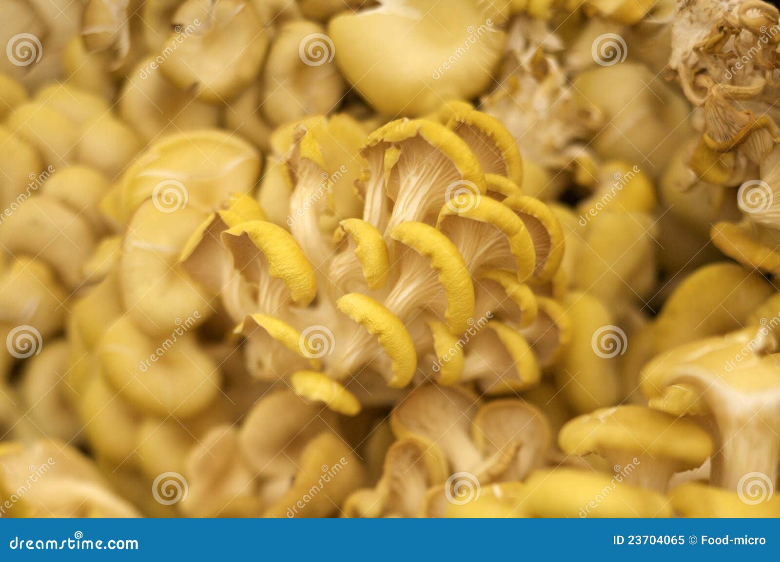 Pleurotus mushrooms stock image. Image of ingredient 23704065