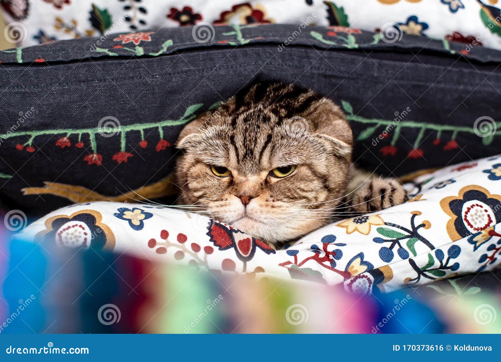 Pli Ecossais Mecontent De Chat En Colere Contre Un Sembler Dur Cache Dans Des Oreillers Photo Stock Image Du Chat Animal Pli Ecossais Mecontent De Chat En Colere Contre Un Sembler Dur Cache Dans Des Oreillers Photo Stock Image Du Chat Animal