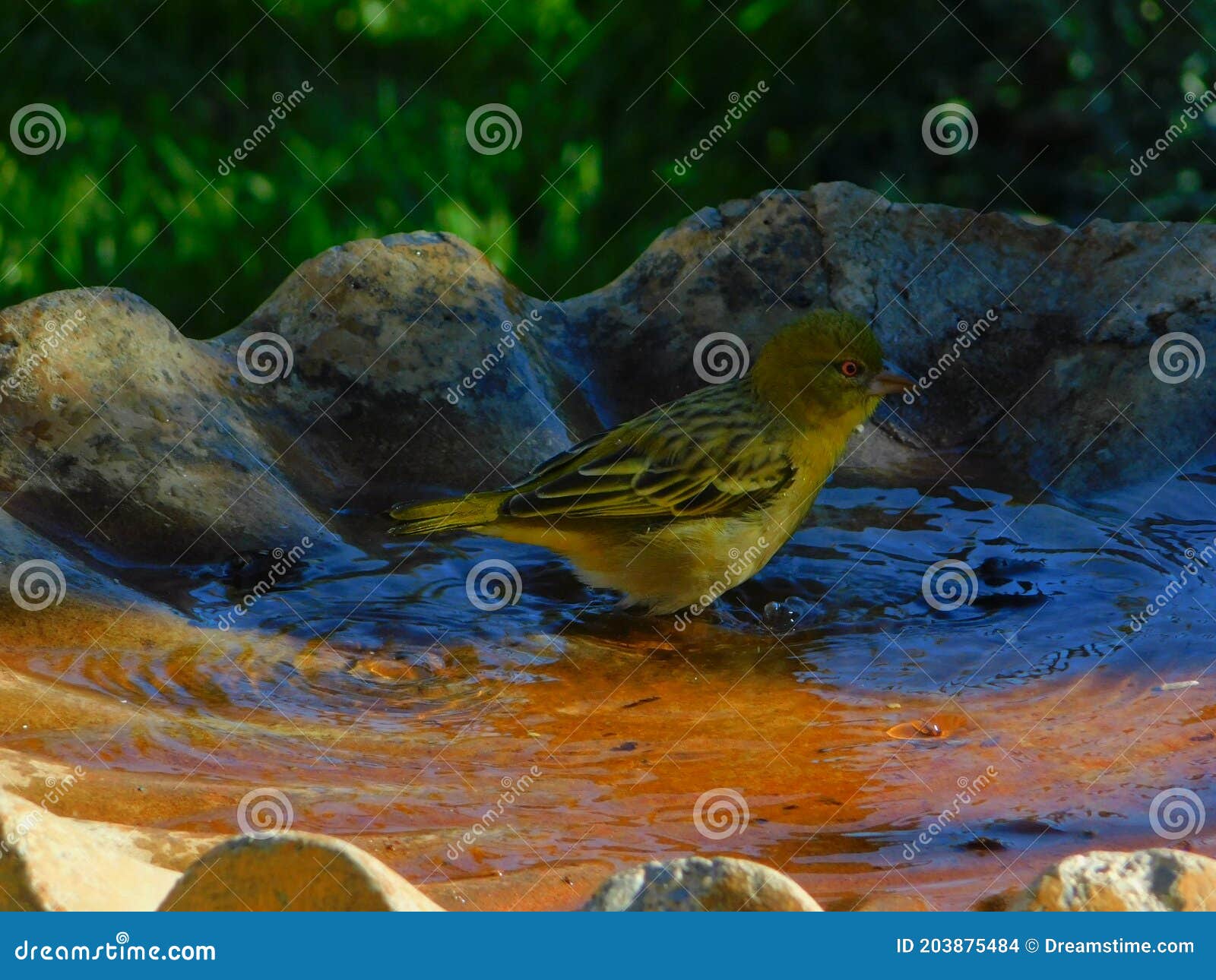 weaver bird bath