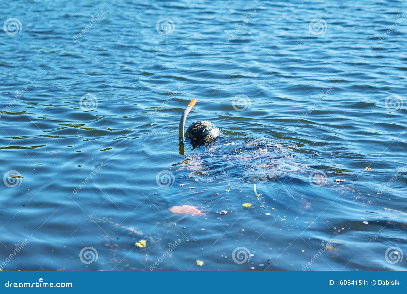 Plonger En Costume Mouillé Avec Masque Et Tuba Sous L'eau Dans Le Lac Image  stock - Image du plongée, procès: 160341511