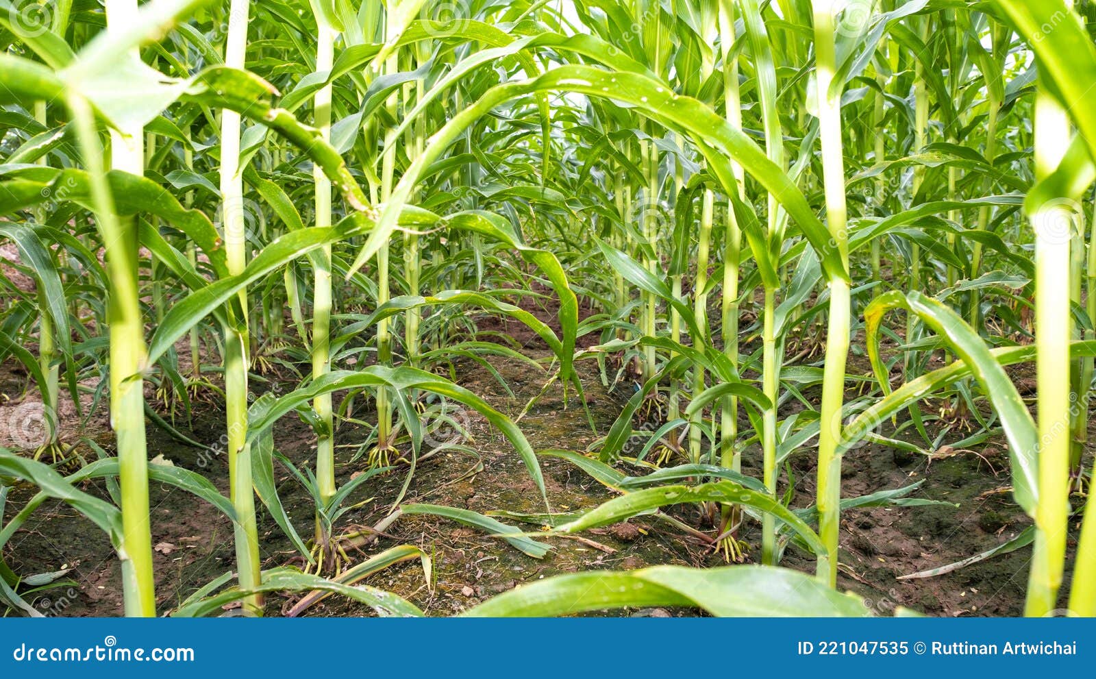Corn Plots In Farmland Corn Field Corn Planting Corn Cultivation Stock