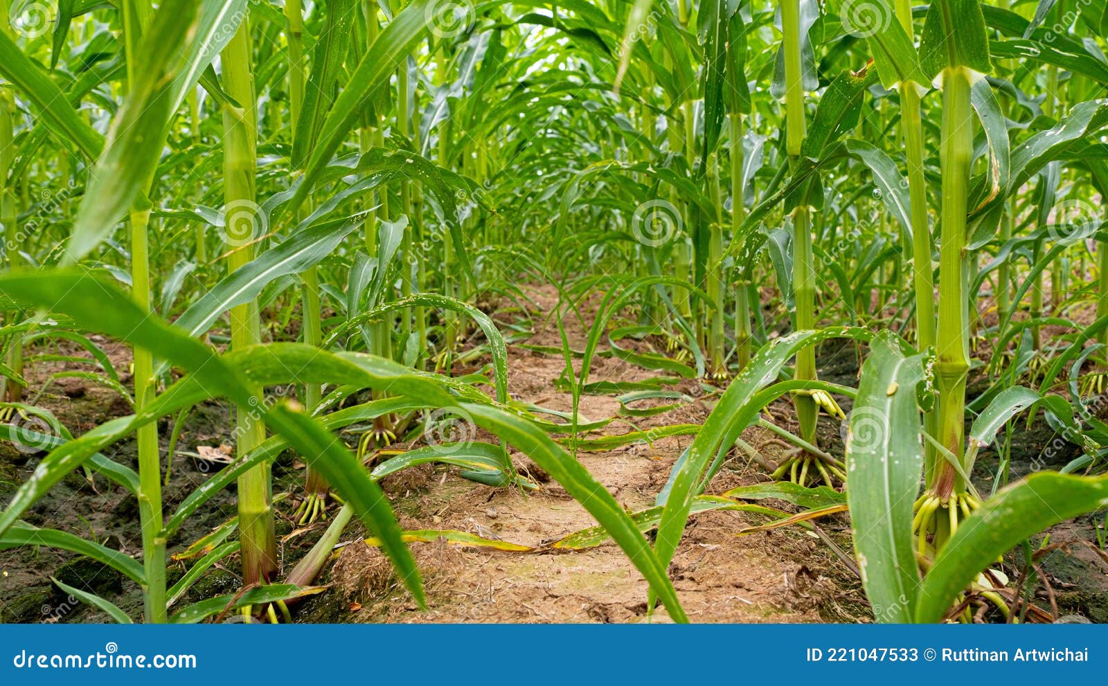 Corn Plots In Farmland Corn Field Corn Planting Corn Cultivation Stock