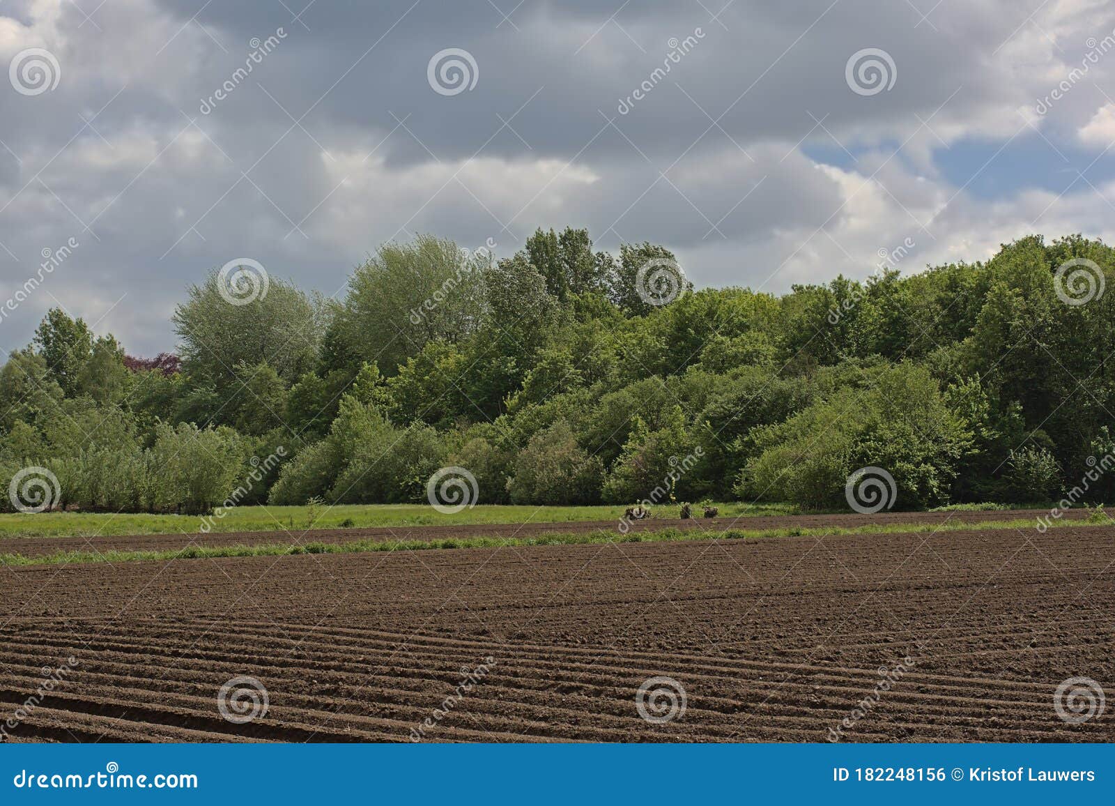 ploughed fields wih trees   in spring in the flemish countryside